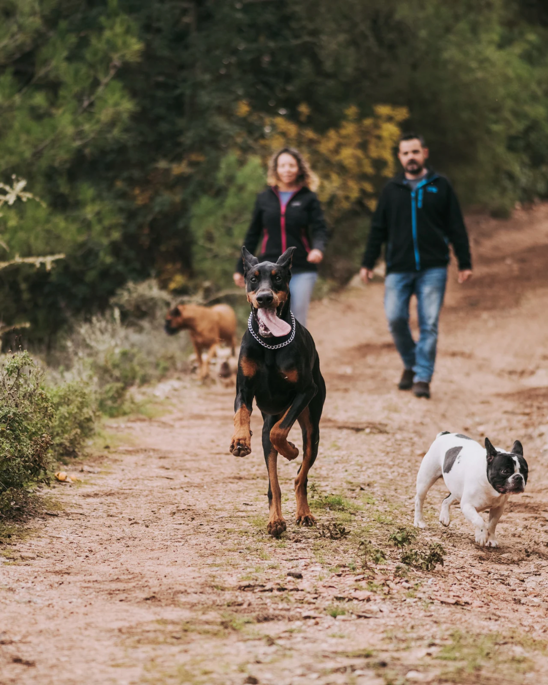 Balades collectives pour chiens